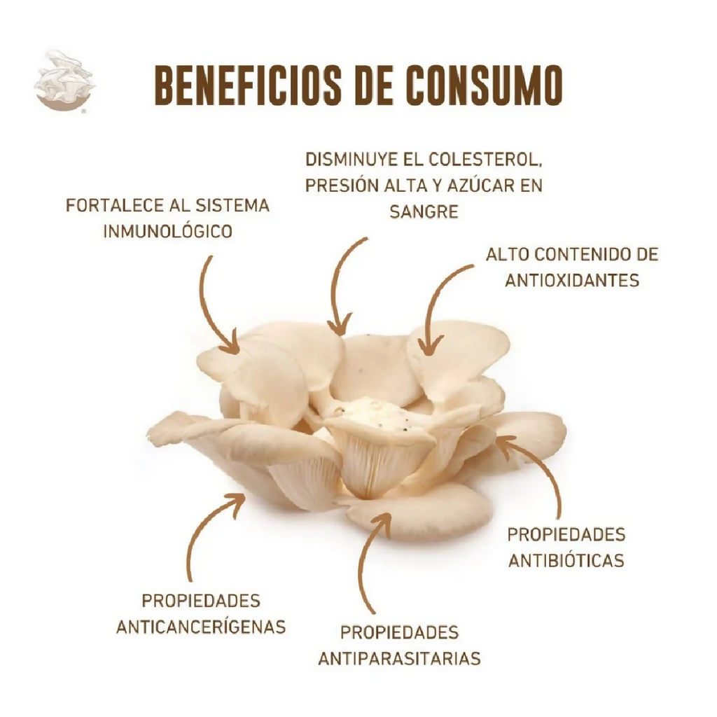 kit-cultivo-hongos-tradicional-3
