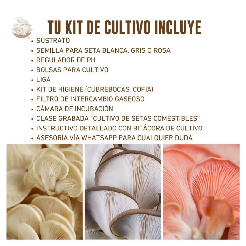 kit-cultivo-hongos-tradicional-4