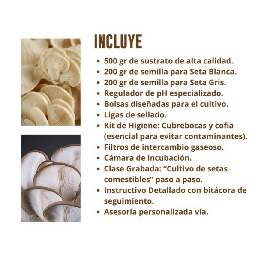 kit-cultivo-hongos-funset-3