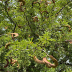 Árbol Ébano 50-70 cm altura