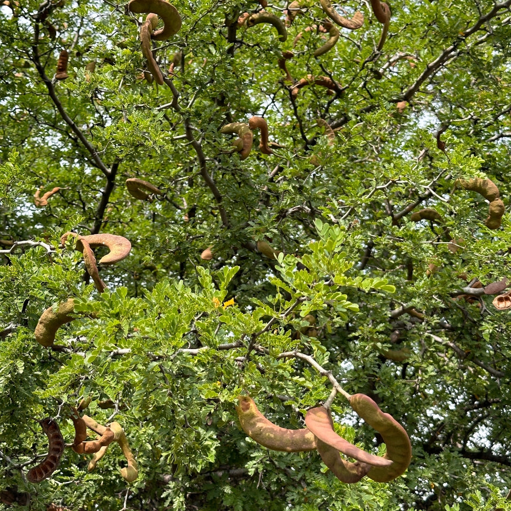 Árbol Ébano 50-70 cm altura