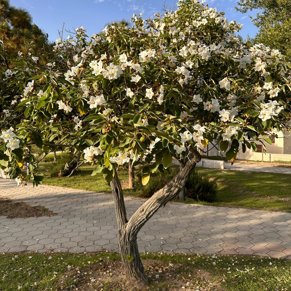 Árbol Anacahuita 50-70cm altura