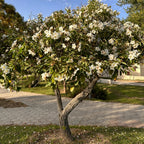 Árbol Anacahuita 50-70cm altura