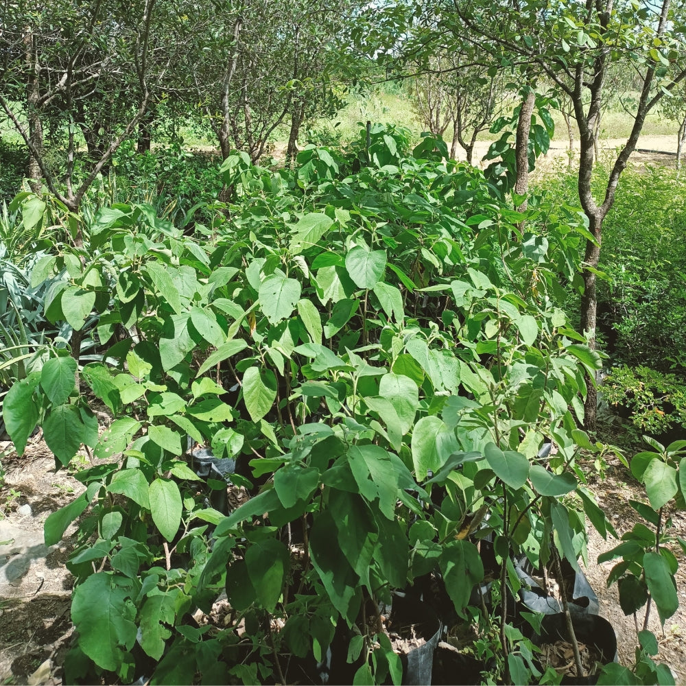 Árbol Anacahuita 50-70cm altura