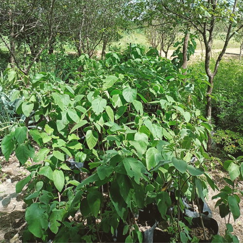 Árbol Anacahuita 50-70cm altura