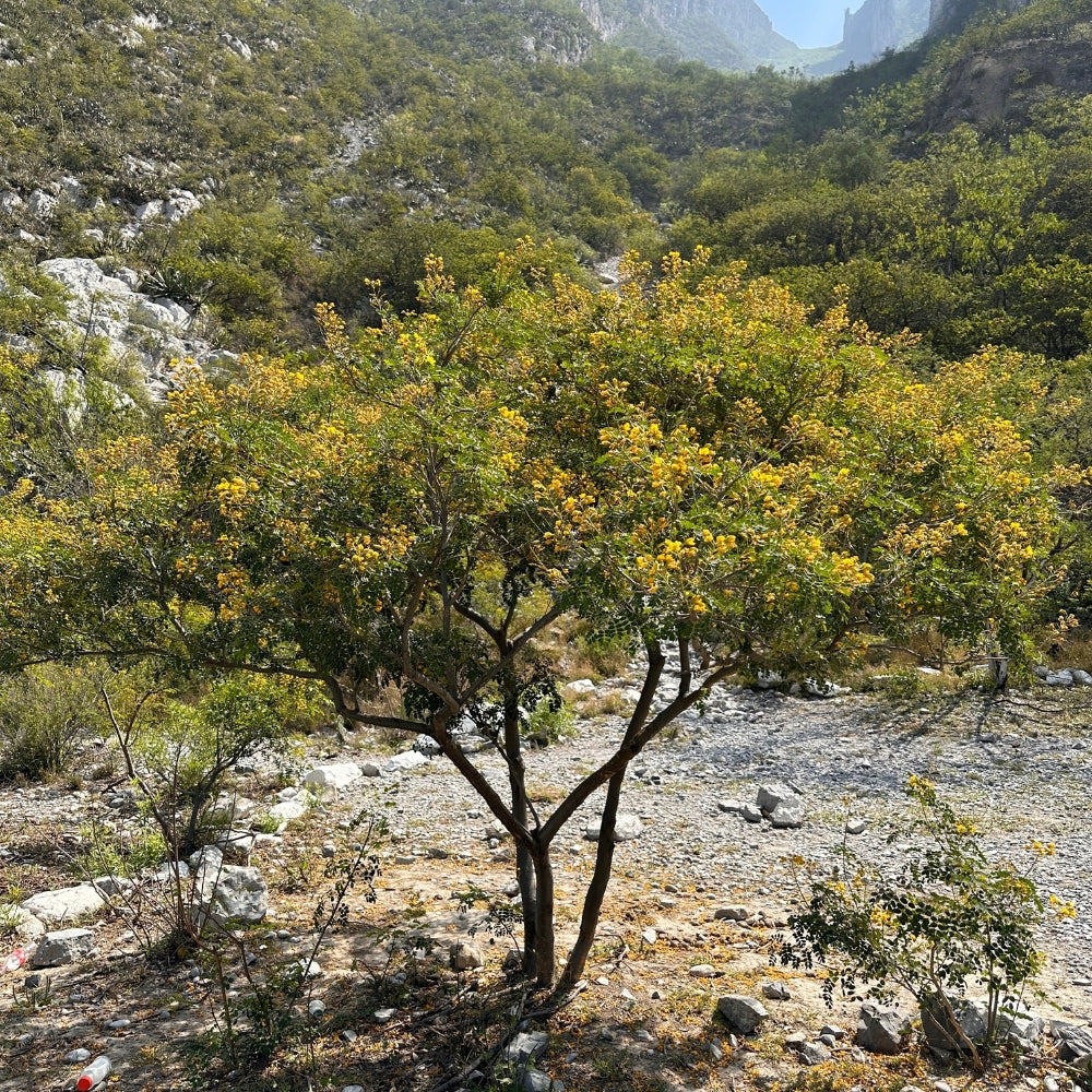 Árbol Hierba del Potro 1 - 1.3 m altura