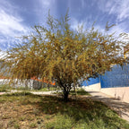Árbol Huizache 70 cm - 1 m altura