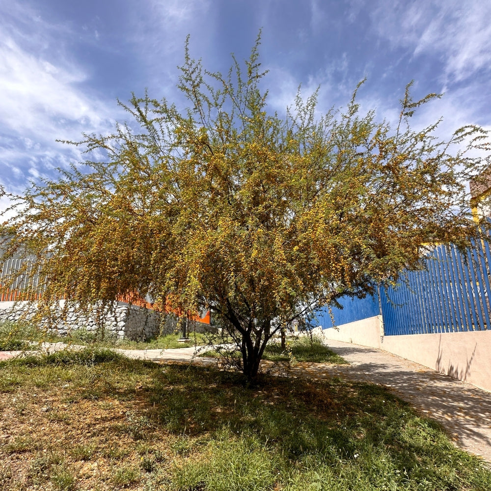 Árbol Huizache 70 cm - 1 m altura