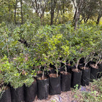 Árbol Ébano 50-70 cm altura