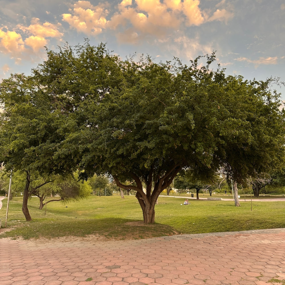 Árbol Ébano 50-70 cm altura