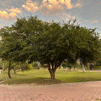 Árbol Ébano 50-70 cm altura