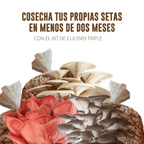 kit-triple-cultivo-hongos-4