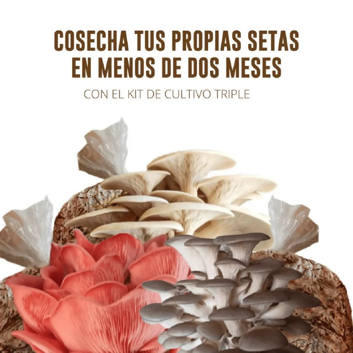 kit-triple-cultivo-hongos-4