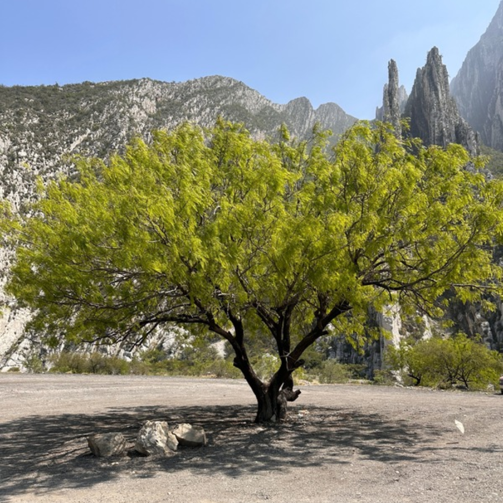 Árbol Mezquite 60-80 cm altura
