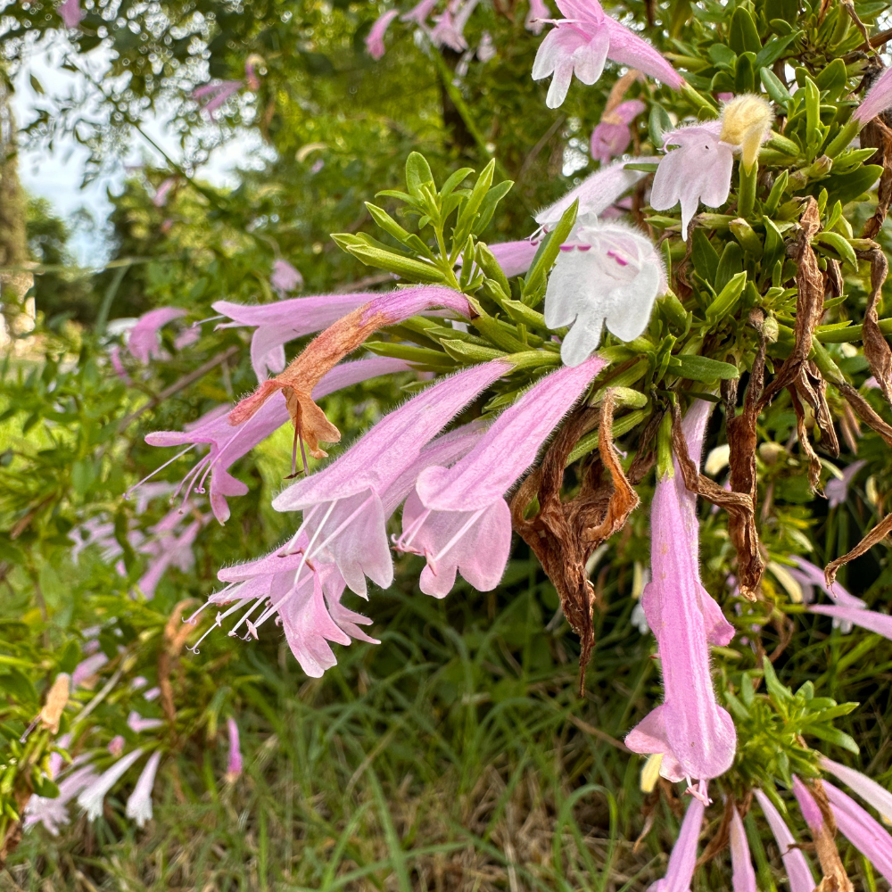 Planta Orégano de Nuevo León 20-30 cm